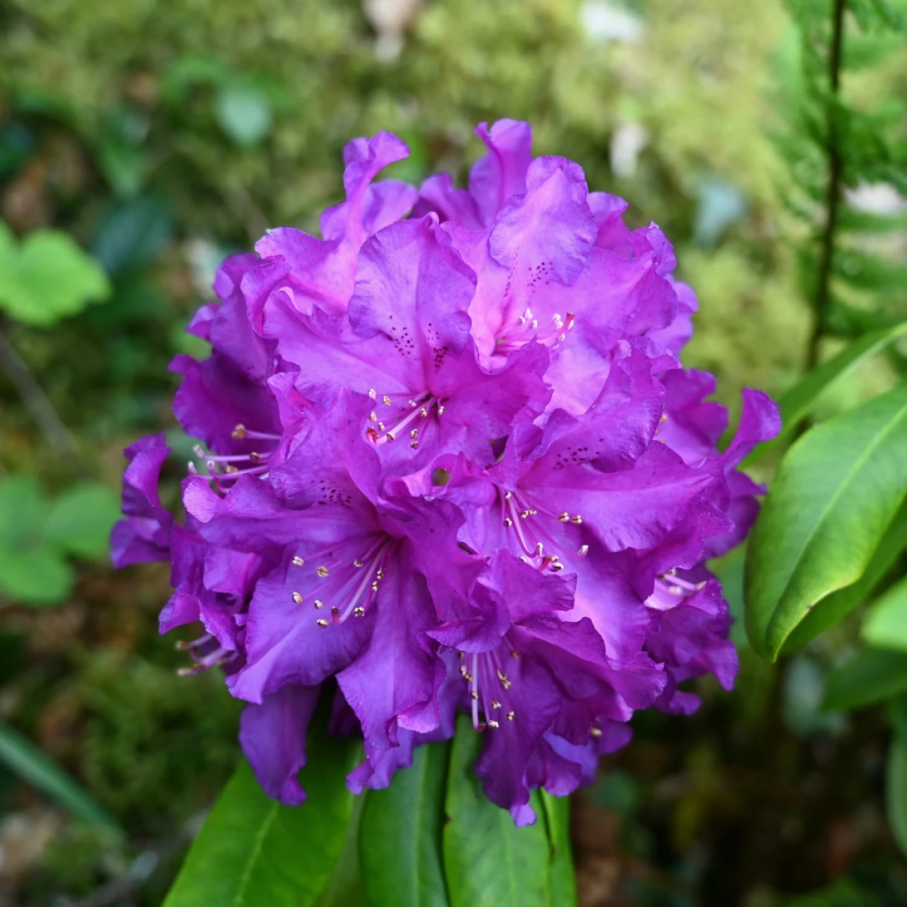 'Purple Passion'